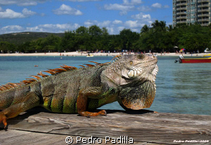 Iguana taking sun. by Pedro Padilla 